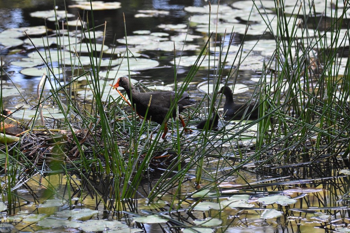 Dusky Moorhen - ML631103955