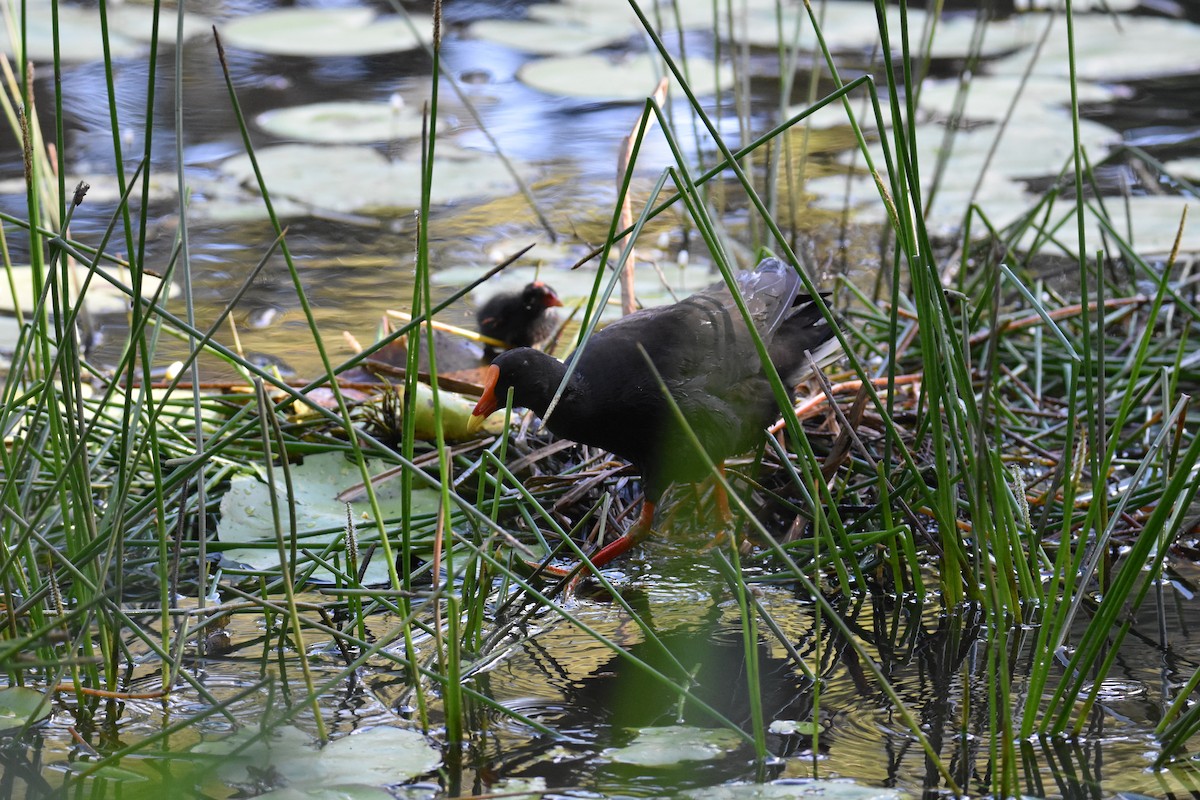 Dusky Moorhen - ML631103965
