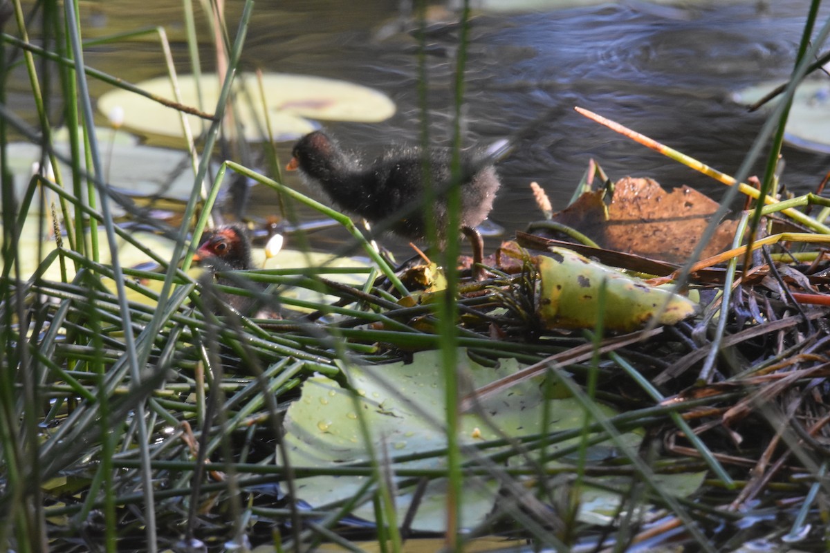 Dusky Moorhen - ML631103977