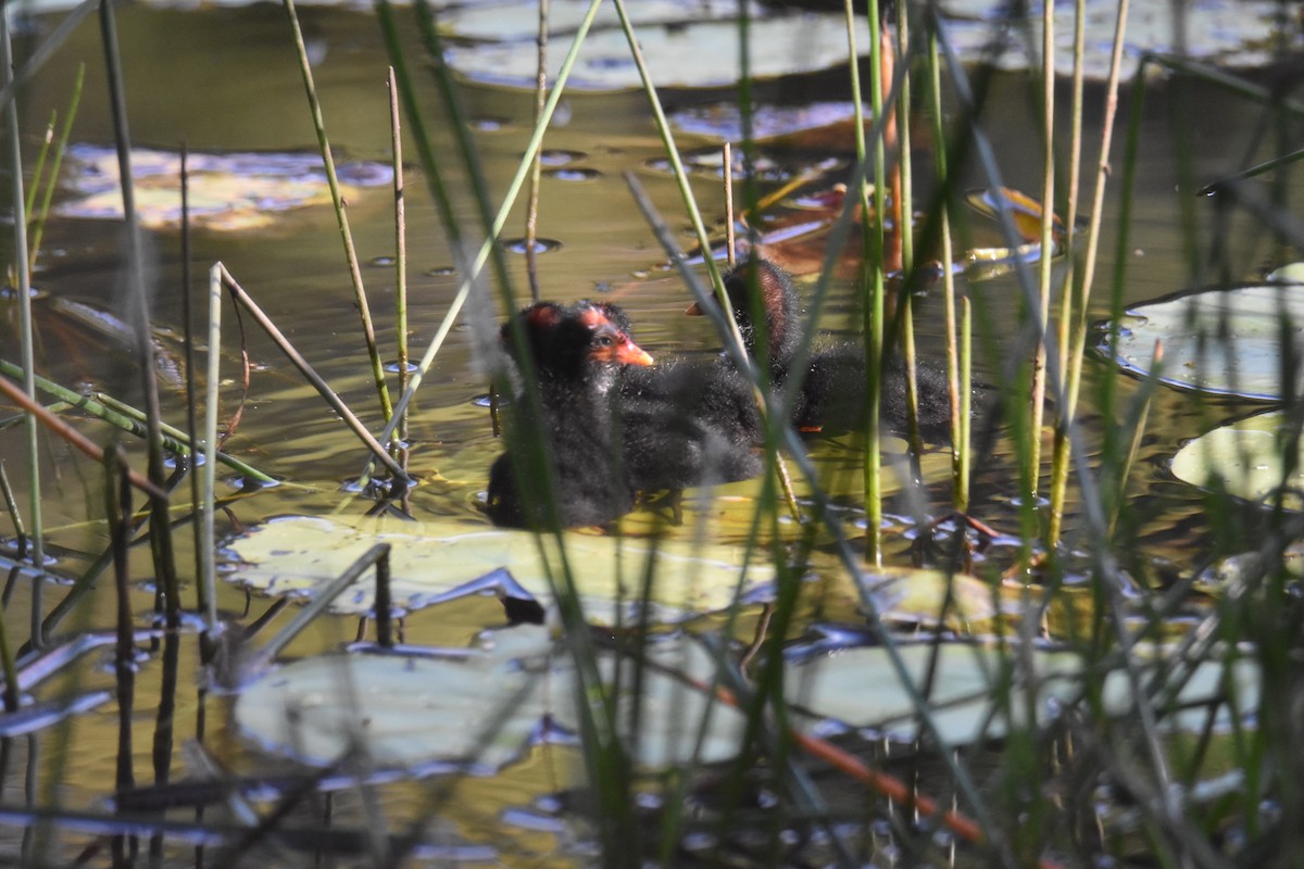 Dusky Moorhen - ML631104000
