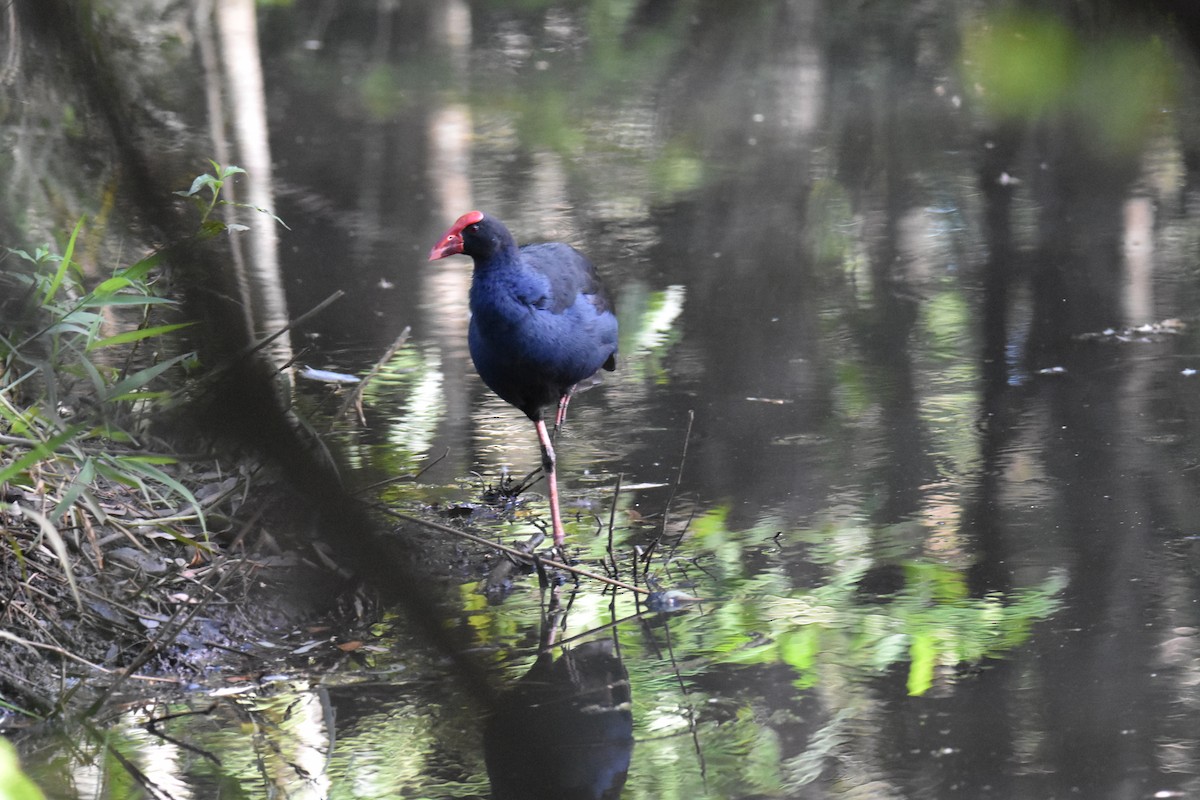 Australasian Swamphen - ML631104016