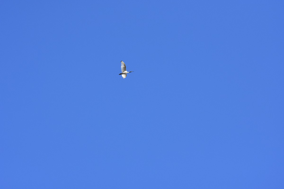 Australian Ibis - ML631104035