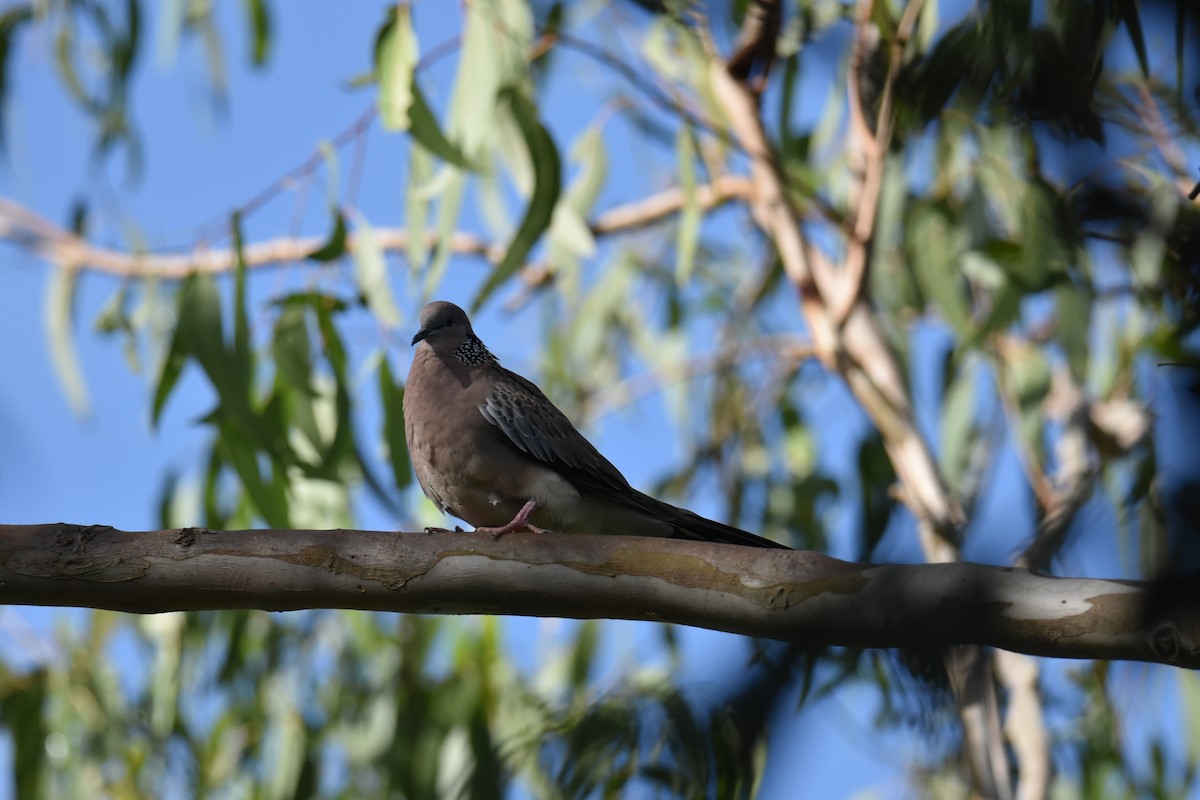 Spotted Dove - ML631104083