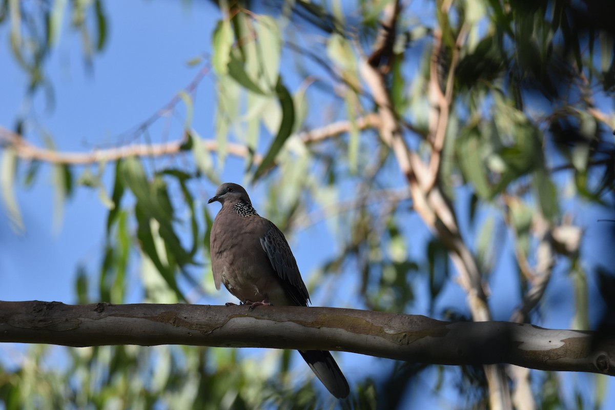 Spotted Dove - ML631104087