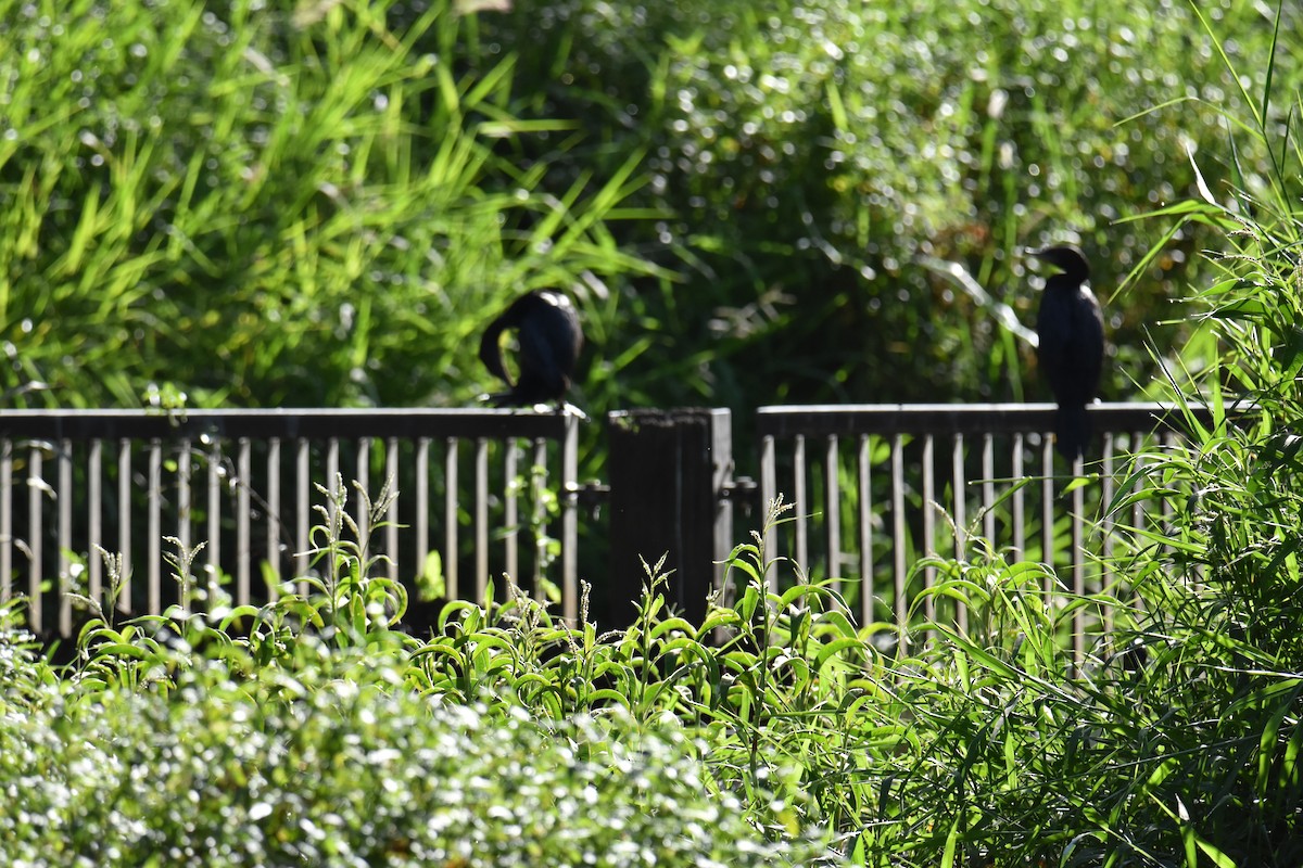 Little Black Cormorant - ML631104111