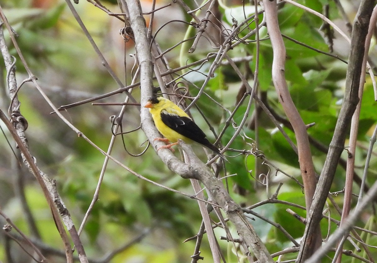 Chardonneret jaune - ML631104116