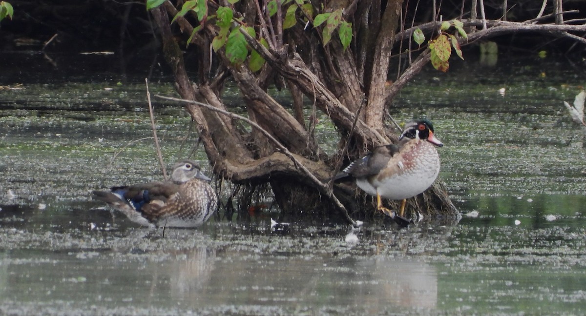 Canard branchu - ML631104128