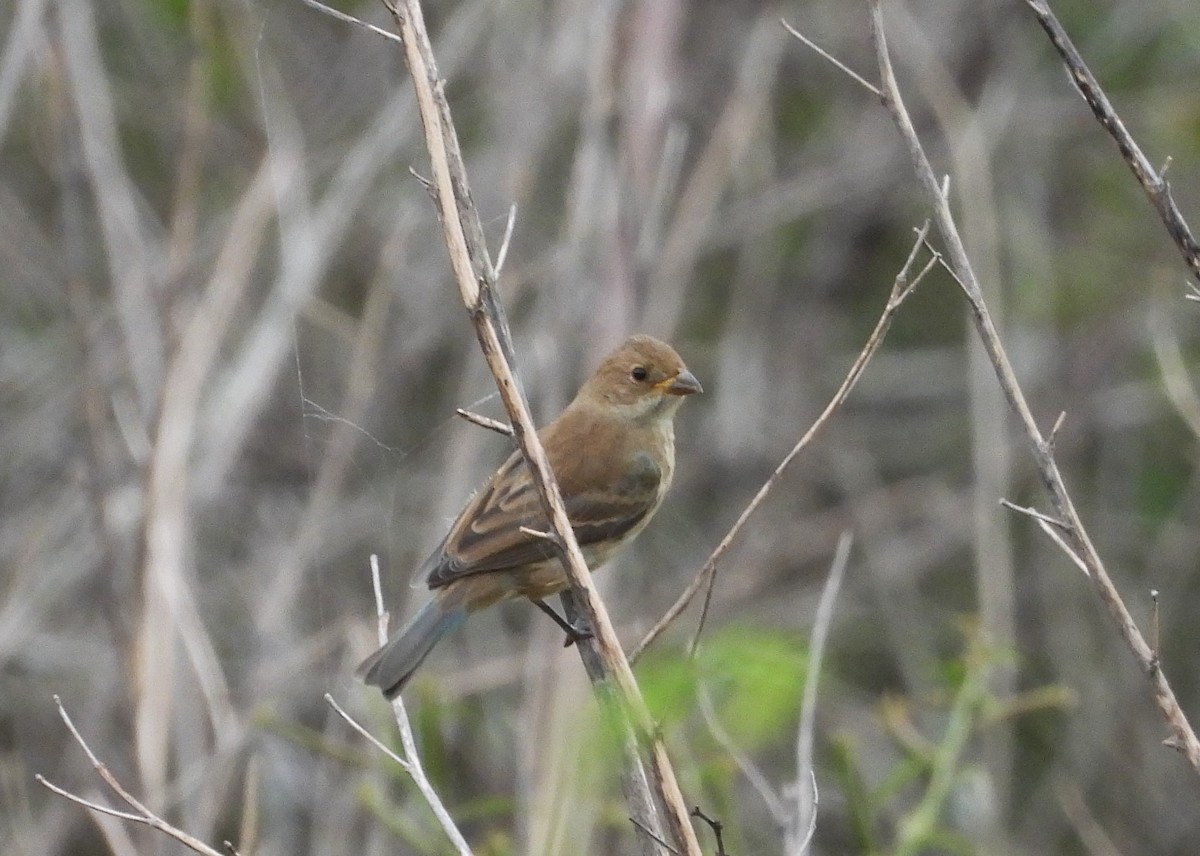 Passerin indigo - ML631104134
