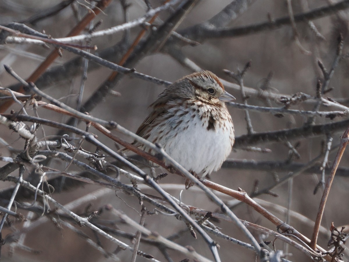 Song Sparrow - ML631104149