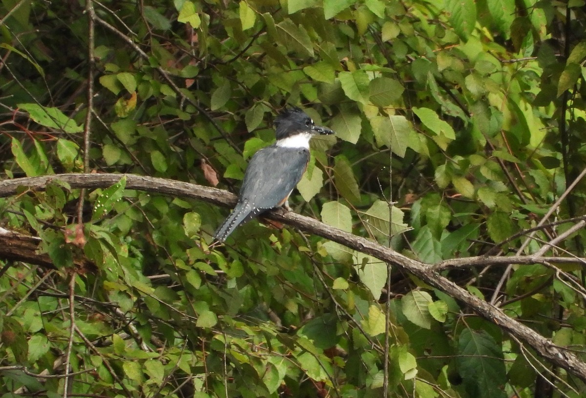Martin-pêcheur d'Amérique - ML631104161