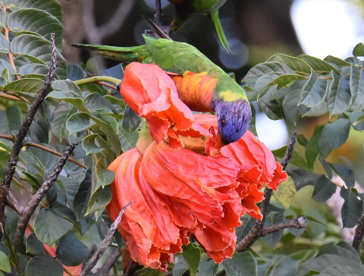 Rainbow Lorikeet - ML631104227