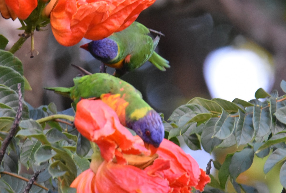 Rainbow Lorikeet - ML631104229