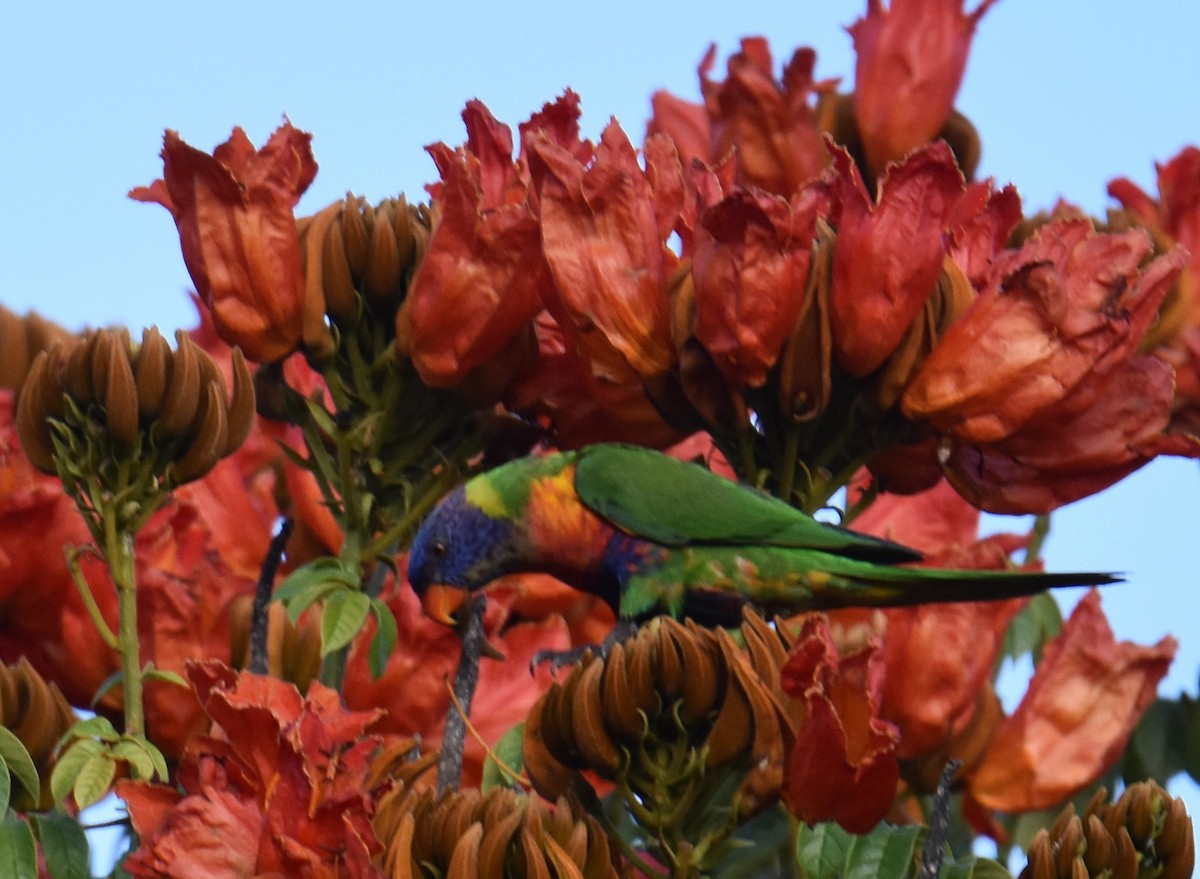 Rainbow Lorikeet - ML631104237