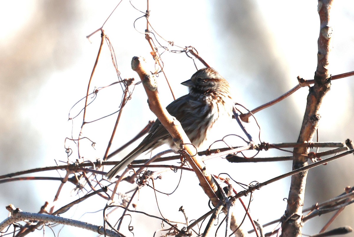 Song Sparrow - ML631104265