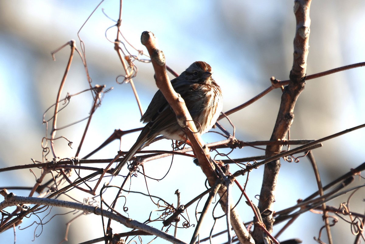 Song Sparrow - ML631104266
