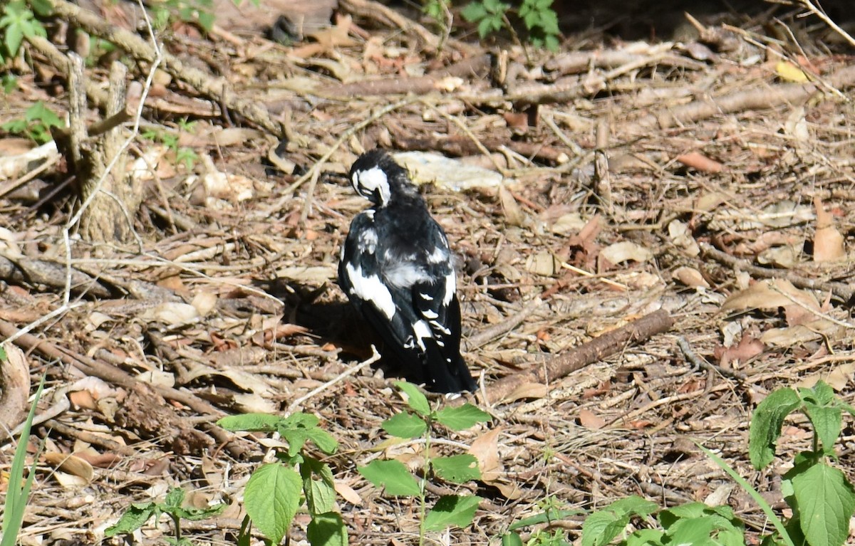 Magpie-lark - ML631104271