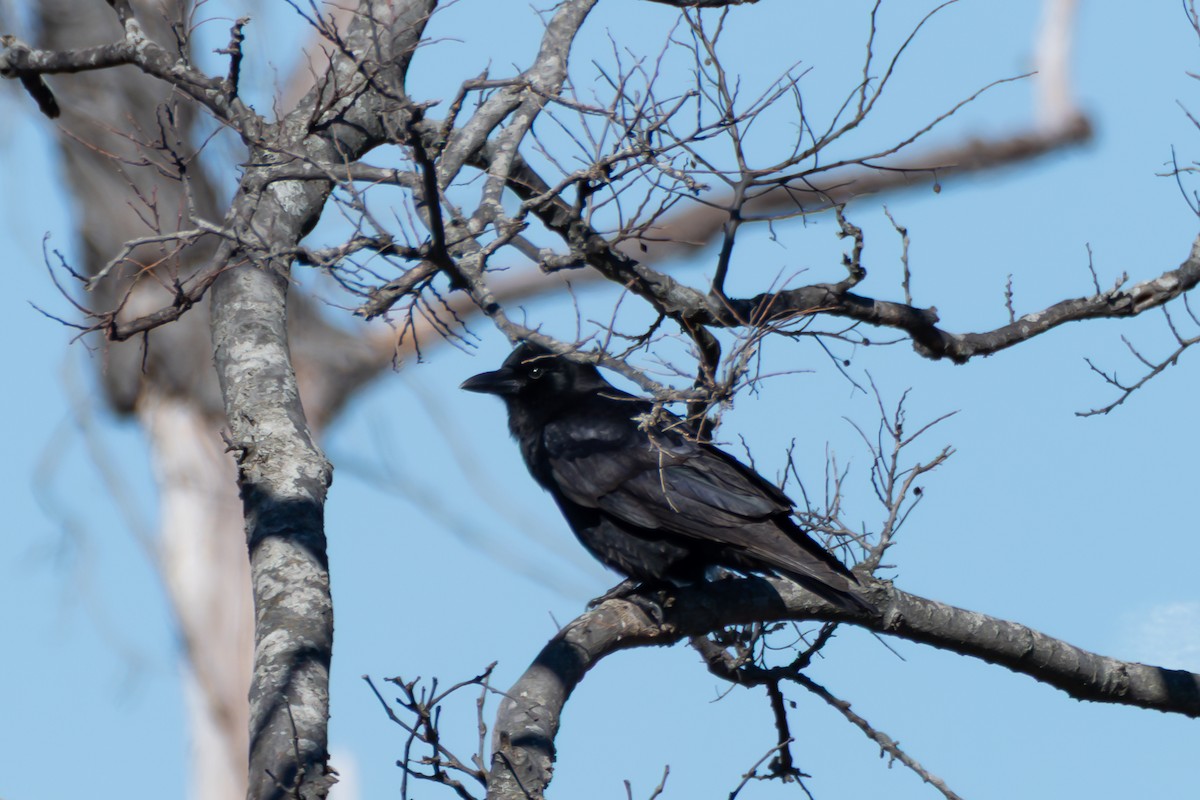 Fish Crow - ML631104404
