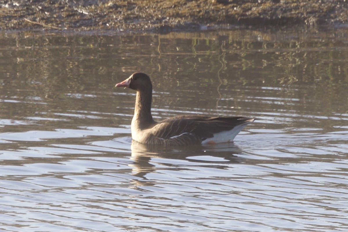 Greater White-fronted Goose - ML631104408