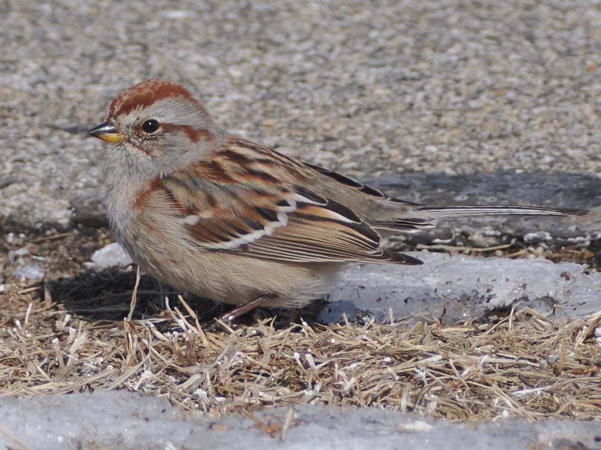 American Tree Sparrow - ML631104428