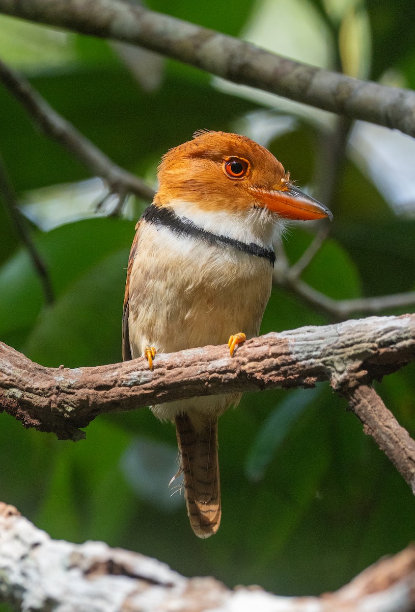 Collared Puffbird - ML631104458