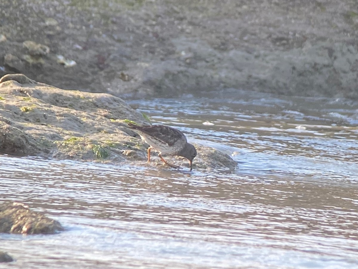 Purple Sandpiper - ML631104776