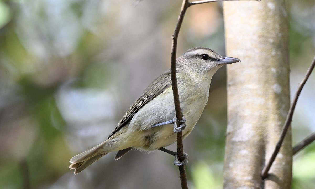 Yucatan Vireo - ML631104882