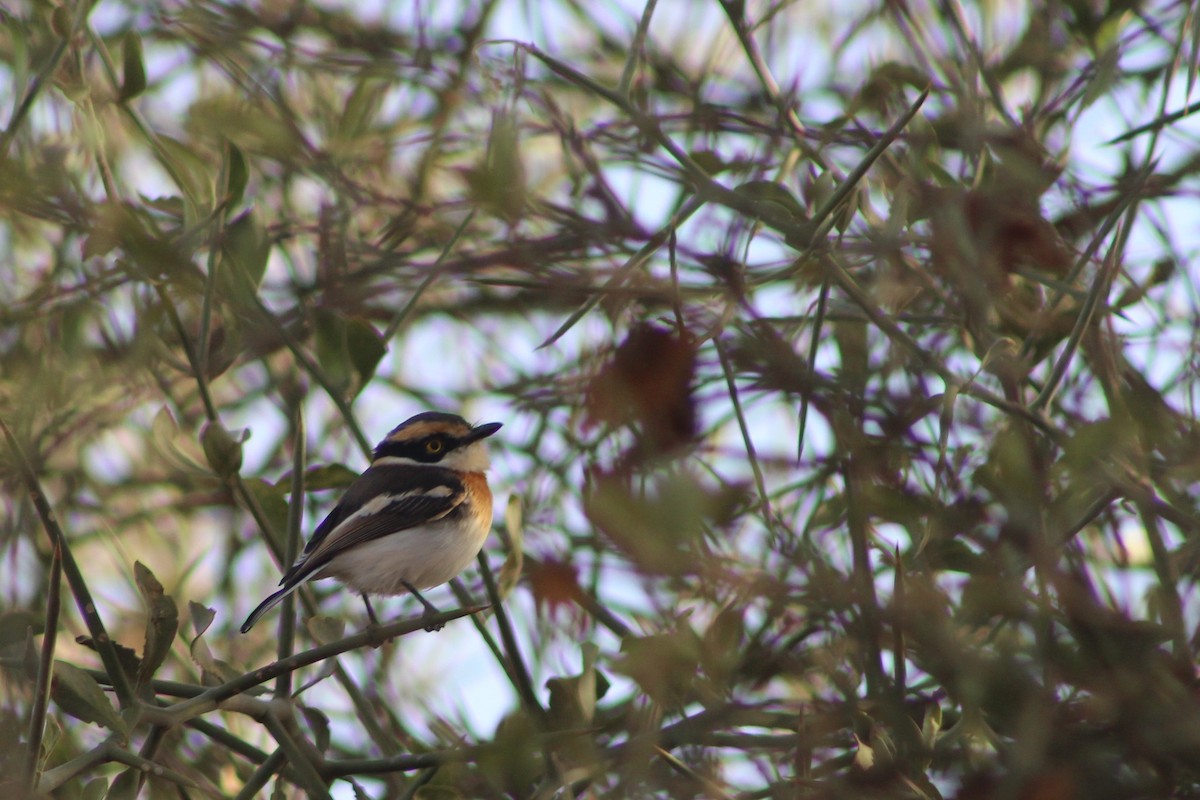 Senegal Batis - ML631104901