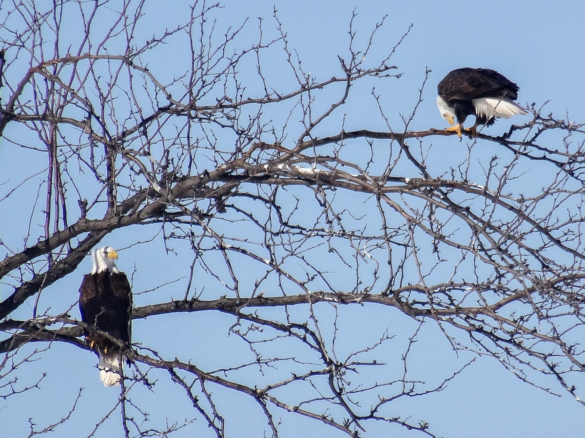 Bald Eagle - ML631104948