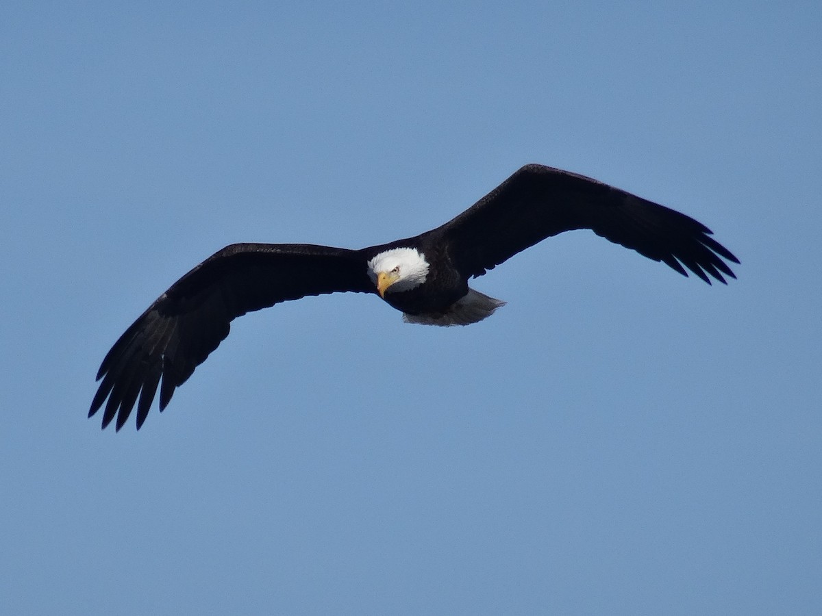 Bald Eagle - ML631104949