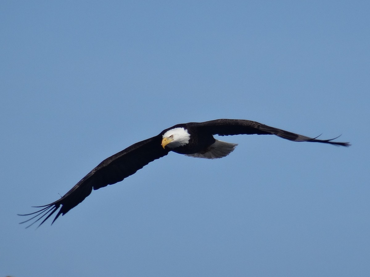 Bald Eagle - ML631104950