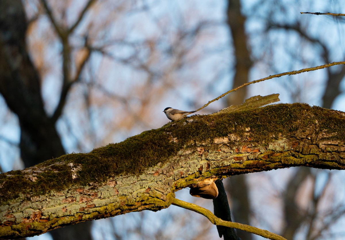 Marsh/Willow Tit - ML631104965