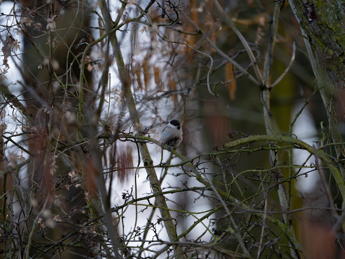 ハシブトガラ／コガラ - ML631104968