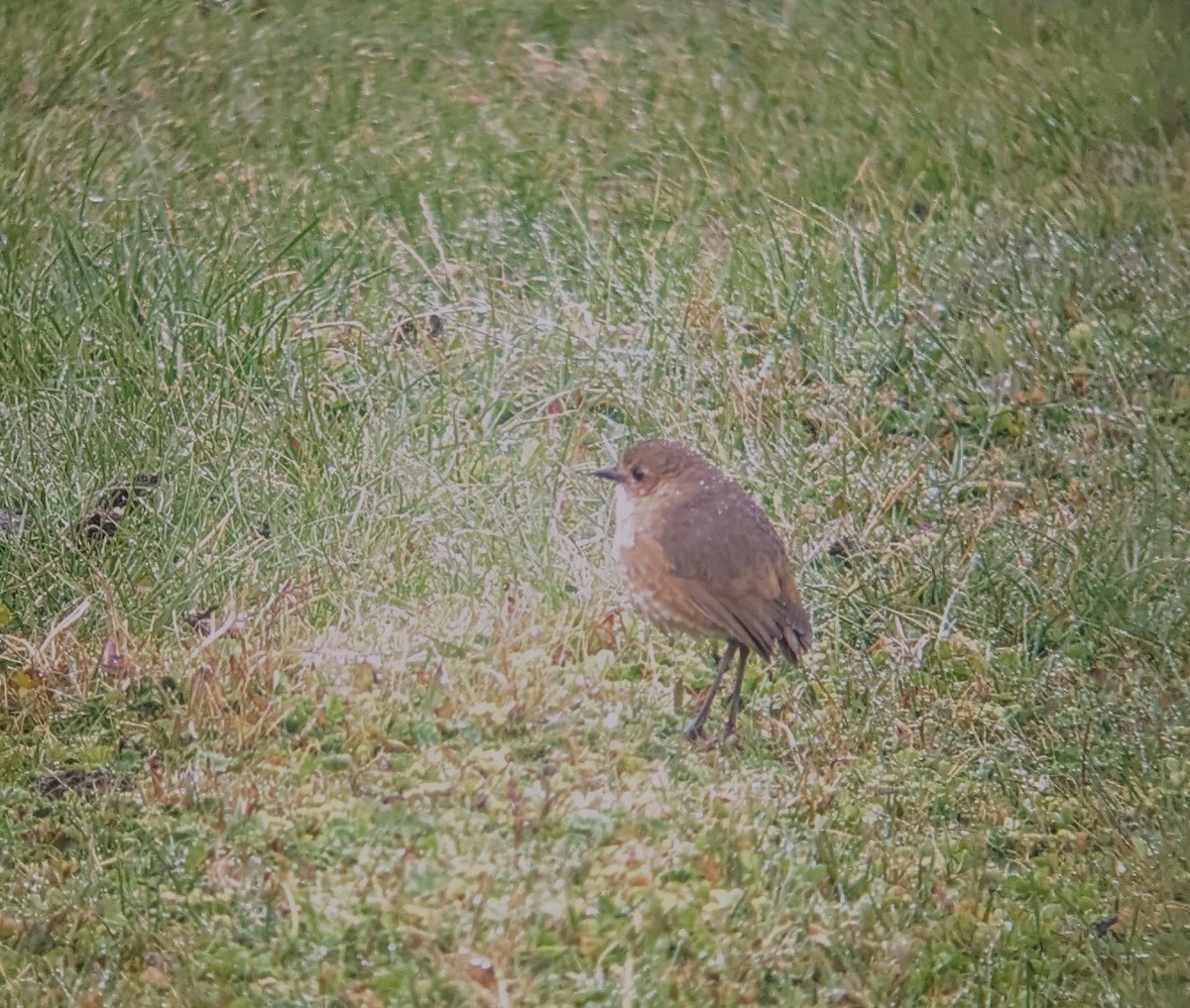 Boyaca Antpitta - ML631104977