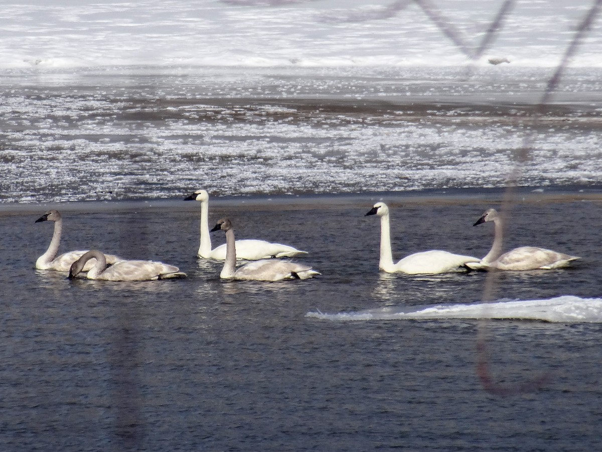 Trumpeter Swan - ML631105012