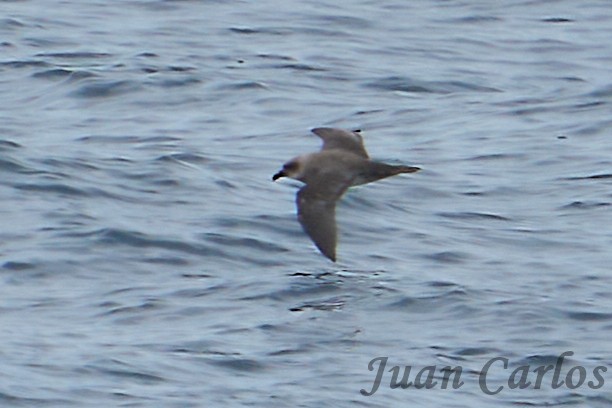 Atlantic Petrel - ML631105088