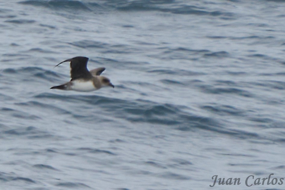 Atlantic Petrel - ML631105111