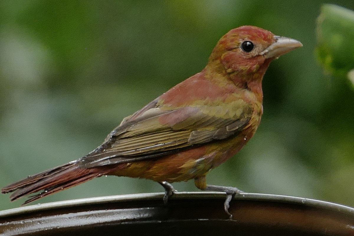 Summer Tanager - ML631105125