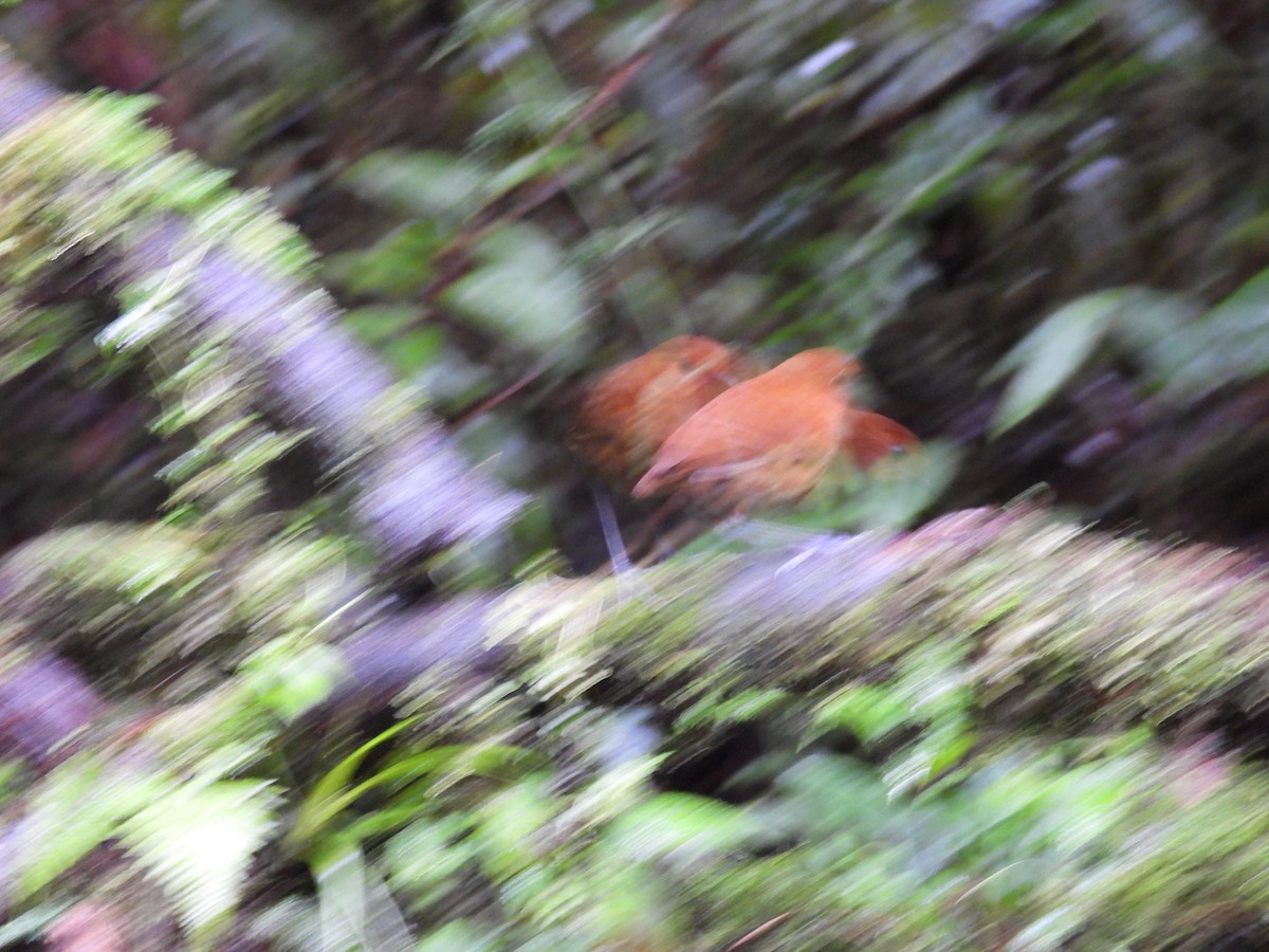 Chestnut Antpitta - ML631105163