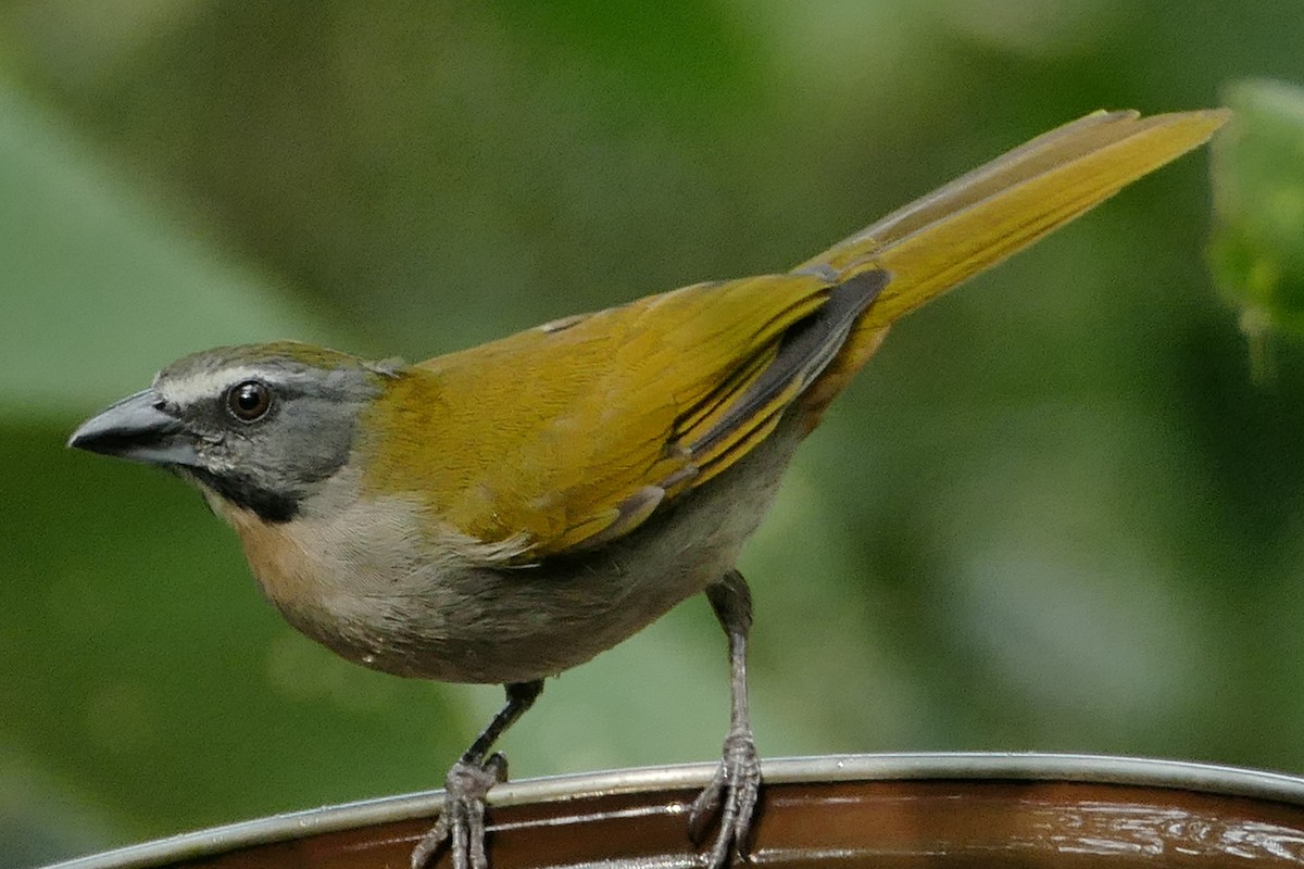 Buff-throated Saltator - ML631105174
