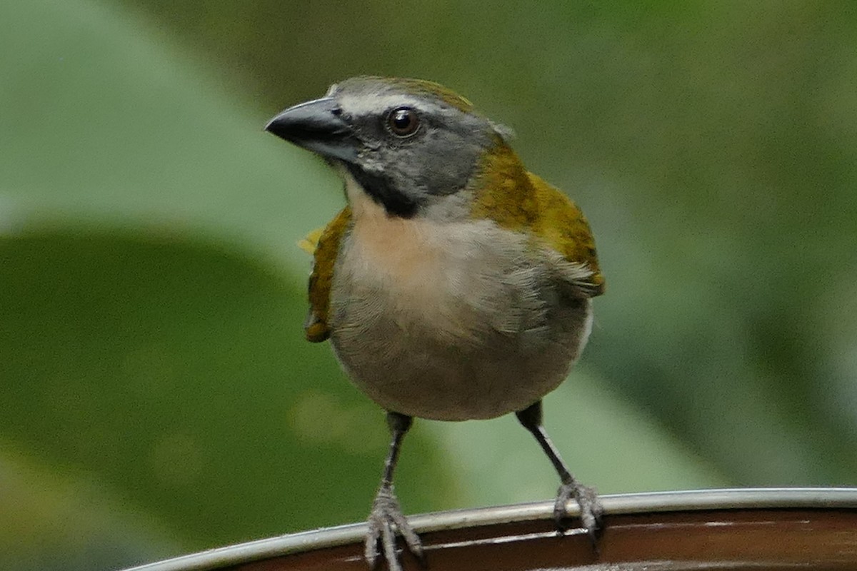 Buff-throated Saltator - ML631105176
