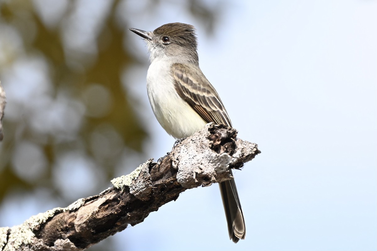 La Sagra's Flycatcher - ML631105251