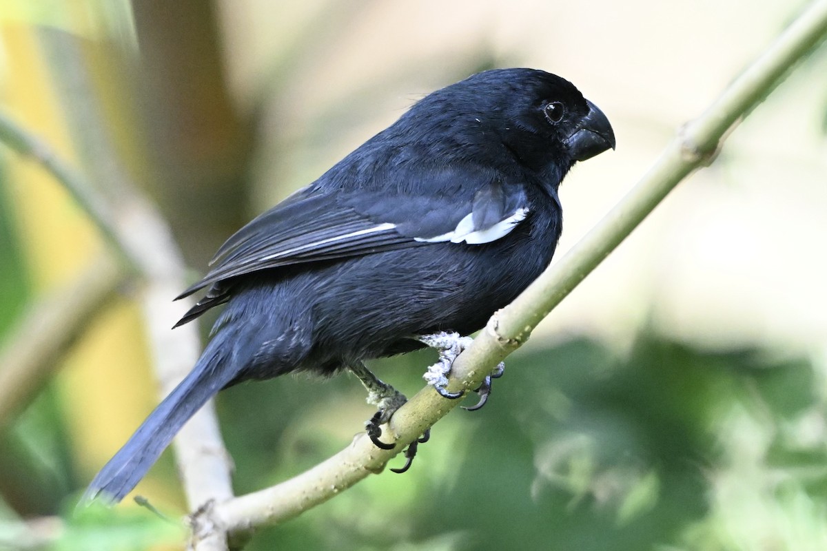 Grand Cayman Bullfinch - ML631105269