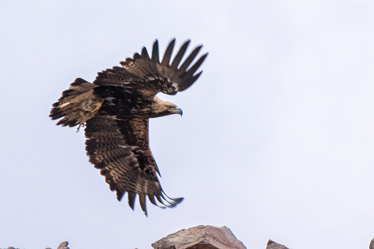 orel královský - ML631105379