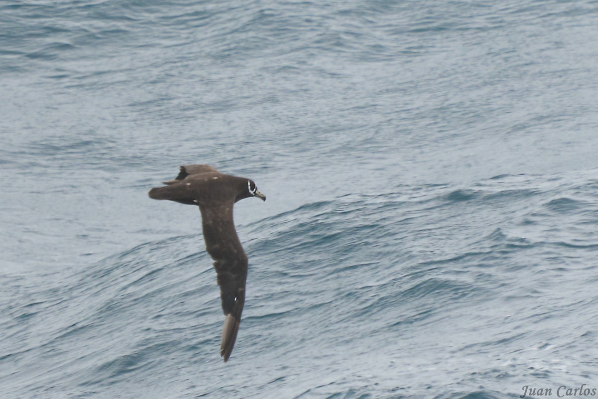 Spectacled Petrel - ML631105428