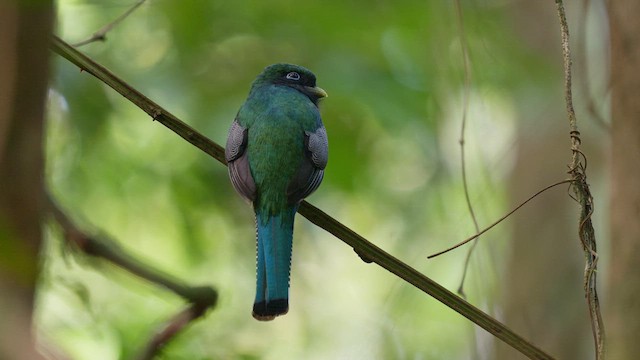 Northern Black-throated Trogon - ML631105474