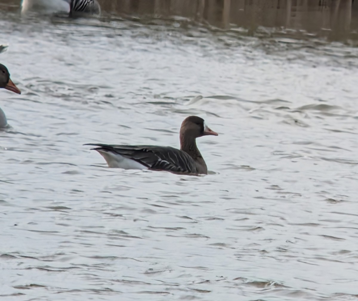 Greater White-fronted Goose (Eurasian) - ML631105987