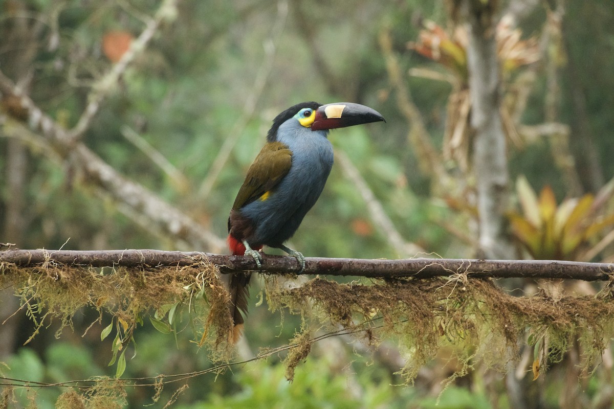 Plate-billed Mountain-Toucan - ML631106118