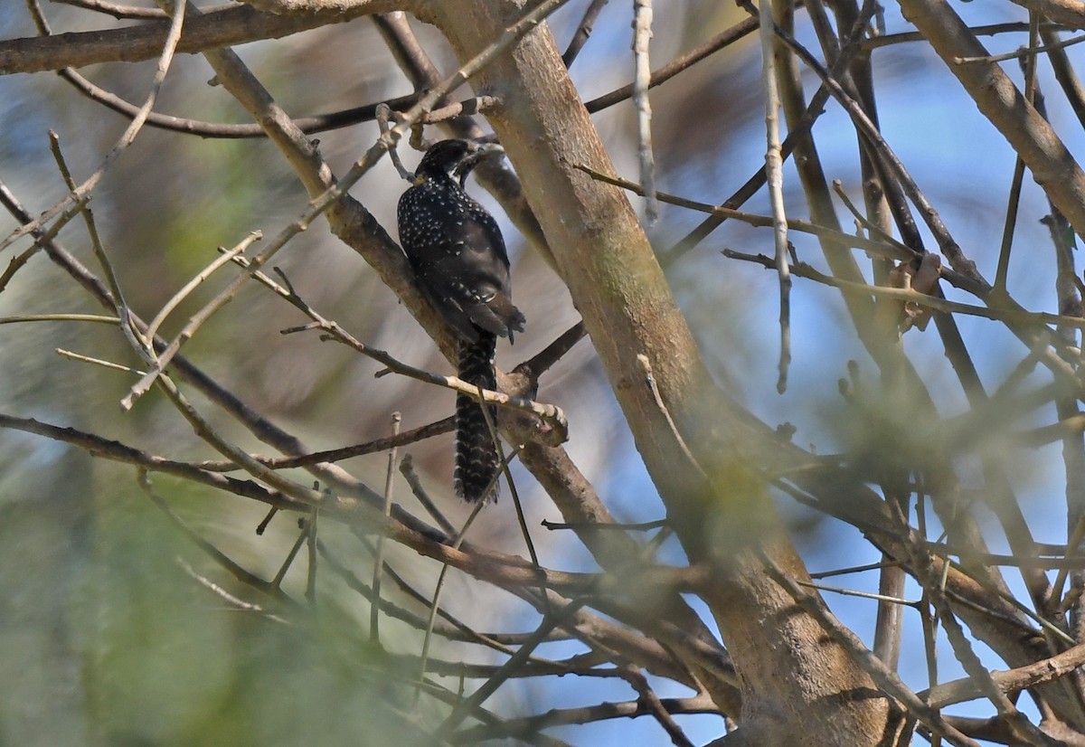 Koel Occidental - ML631106177