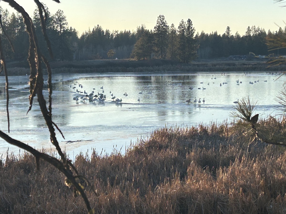 Trumpeter Swan - ML631106298