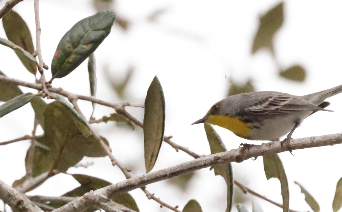 olivenkroneparula - ML631106567